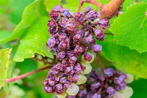 Grappe de raisin affectée par le mildiou