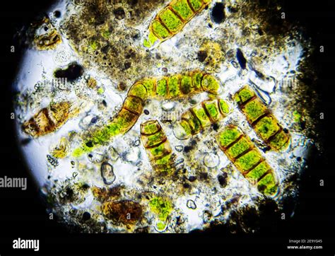 Microalgues sous microscope
