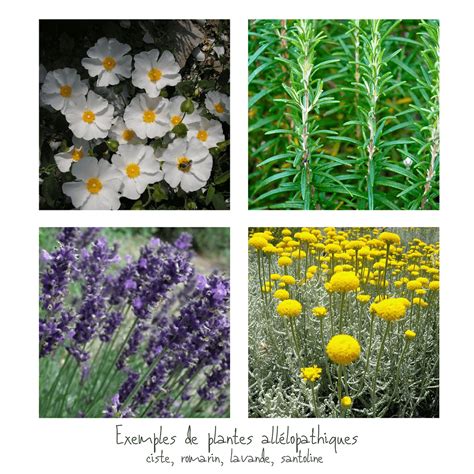 Plantes allélopathiques dans un jardin