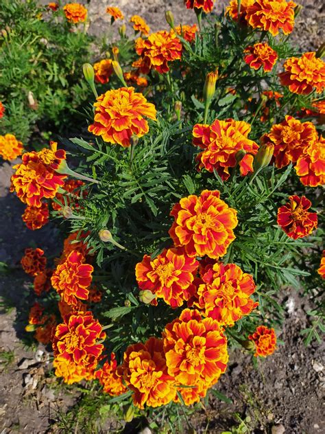 Œillets d'Inde en culture de couverture