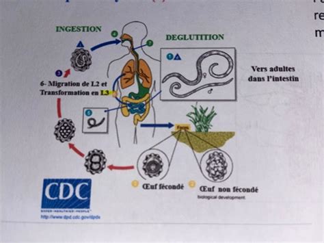 Cycle de vie des nématodes