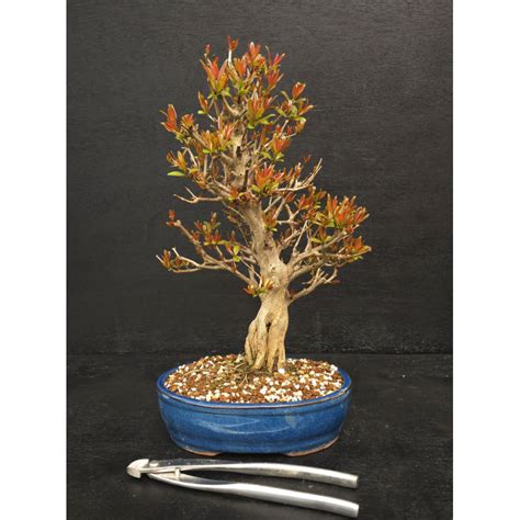 Bonsaï grenadier en pleine floraison