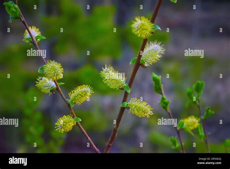 Photographie détaillée des branches torsadées et des chatons jaunes du Corylus avellana Contorta