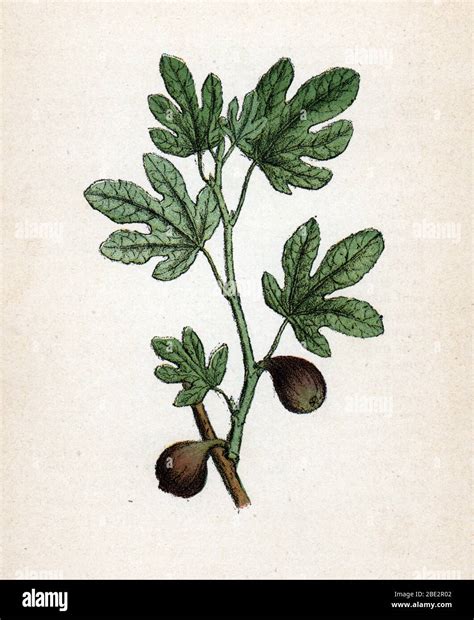 Illustration botanique du figuier commun Ficus carica avec ses feuilles caractéristiques et ses fruits