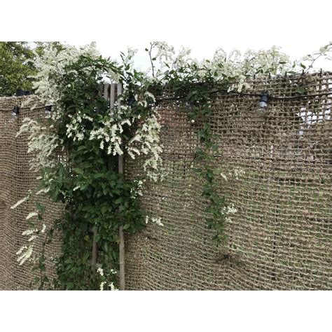 Illustration montrant une façade recouverte de renouée grimpante en pleine floraison estivale