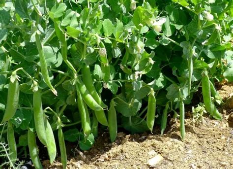 Planter des petits pois dans un potager ensoleillé au printemps