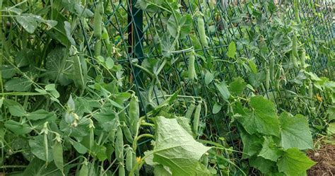 Récolte de petits pois frais dans un jardin potager