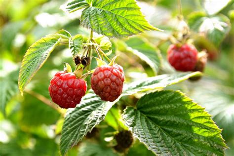 Diagramme comparatif des framboisiers remontants et non-remontants