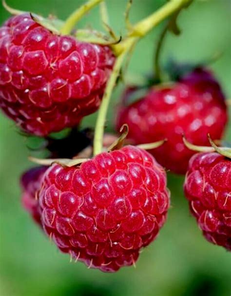 Gros fruits rouges de framboise 'Meeker' prêts à être cueillis