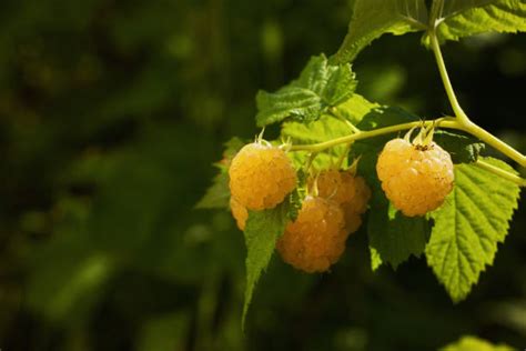 Grappe de framboises jaunes 'Fallgold' sur une branche