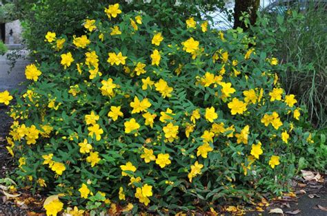 jardin avec arbustes jaunes et grimpantes