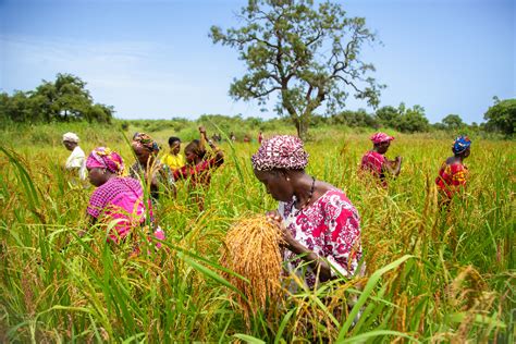 Paysages agricoles du Sénégal avec des champs verdoyants de légumes et de fruits tropicaux
