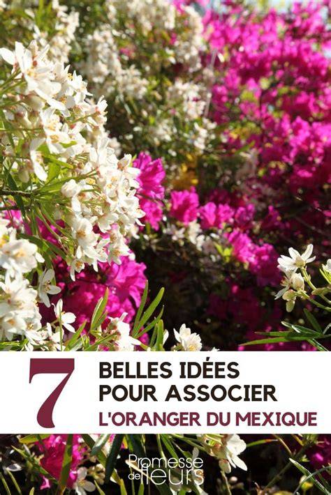 Exemple d'association de plantes avec l'Oranger du Mexique