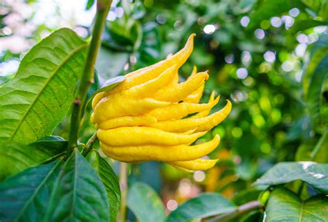 Cédratier Main de Bouddha avec ses fruits caractéristiques
