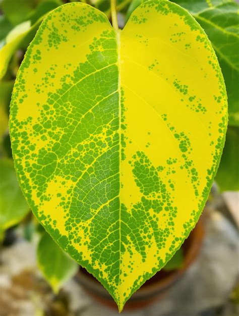 Feuille d'arbre fruitier avec nervures vertes et limbe jaune