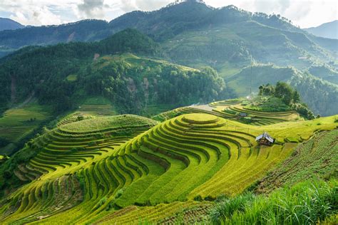 Paysage de rizières en terrasses au Vietnam