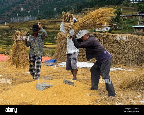 Récolte du riz doré