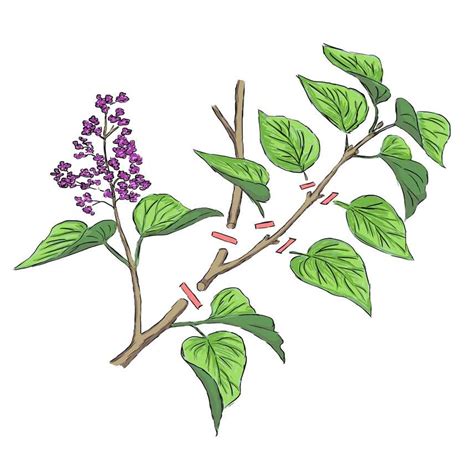 Illustration montrant les étapes de préparation d'une bouture de lilas avec un talon en forme de T