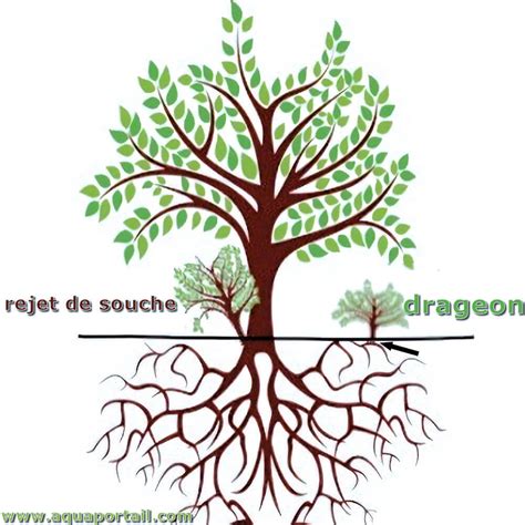 Schéma explicatif de la séparation d'un drageon au pied d'un lilas adulte