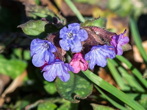 Plan rapproché sur le feuillage moucheté caractéristique de la Pulmonaria officinalis