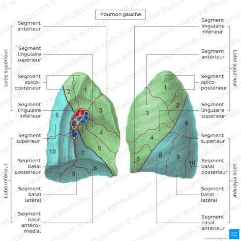 Schéma illustrant la disposition idéale des pulmonaires en massif sous-bois