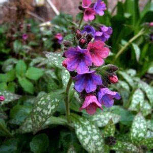 Vue d'ensemble d'un cultivar de Pulmonaria 'Majesté' en pleine floraison