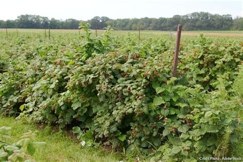 Plan de plantation de framboisiers en ligne avec palissage