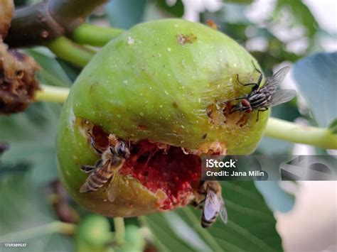 Insectes sur figues mûres
