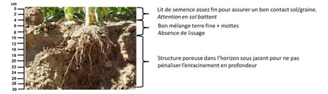 Schéma de préparation du sol et système racinaire du poivron