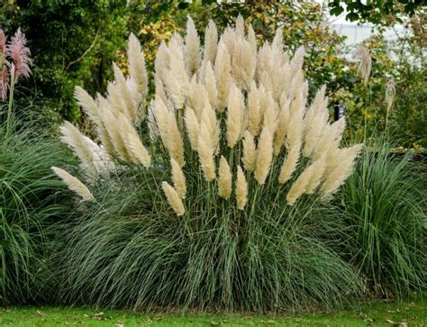 Photo de l'herbe de la pampa (Cortaderia selloana) dans un paysage côtier
