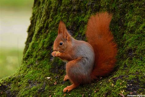 Un écureuil roux perché dans les branches d'un noisetier en automne