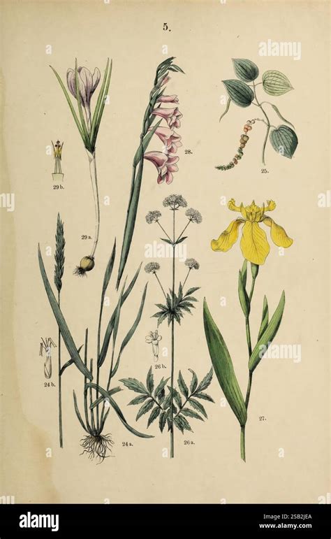 Illustration botanique d'une collection variée d'iris présentant différentes formes et couleurs de pétales