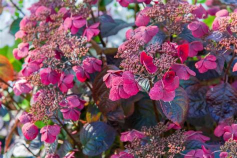 Photo d'un hortensia en fin de saison avec des teintes automnales