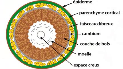 Coupe transversale microscopique d'une tige de clématite montrant les faisceaux libéro-ligneux