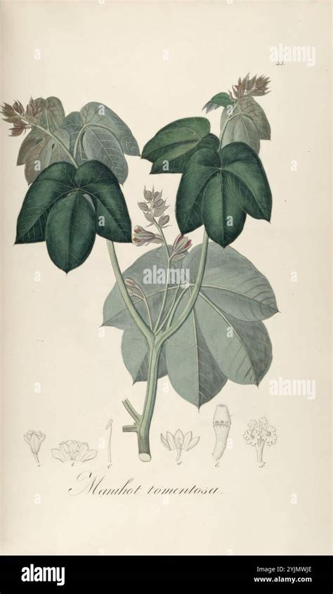 Illustration botanique détaillée représentant les feuilles lobées et les fruits épineux du Ribes cynosbati