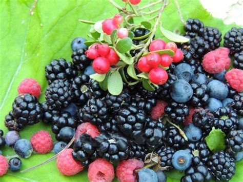 Schéma de transformation culinaire des baies sauvages : du fruit frais aux pots de confitures artisanales