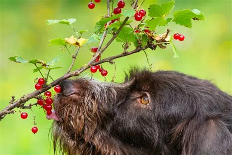 Représentation artistique du groseillier des chiens dans un environnement forestier automnal