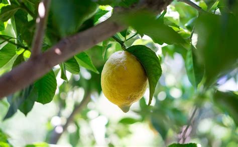 Arbre de citronnier avec des feuilles et des citrons