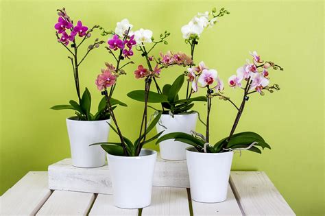 Orchidée en pot