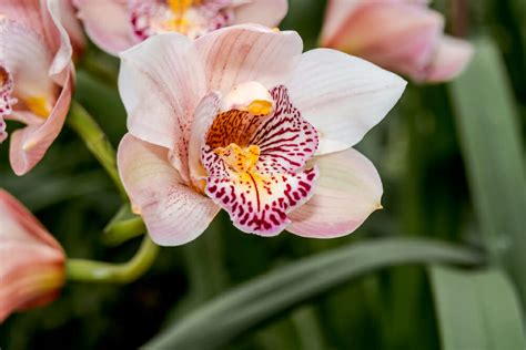 Orchidée Cymbidium en fleur
