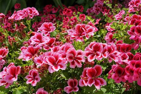 Panorama de différents types de géraniums vivaces et pélargoniums dans un jardin