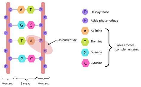 Schéma de la structure granulaire d'un ammonitrate