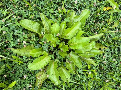 Photographie macroscopique montrant une identification précise des racines d'une mauvaise herbe dans un potager