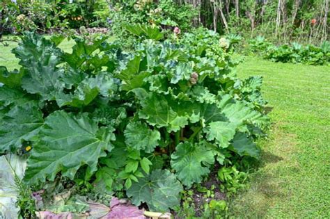 Plan de jardin avec un pied de rhubarbe en massif