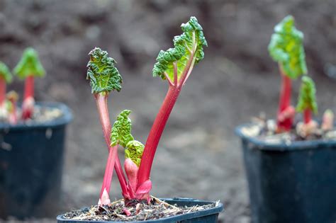 Schéma illustrant l'apport de compost au pied de la rhubarbe