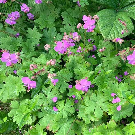 Plan général d'un massif de Geranium macrorrhizum en sous-bois