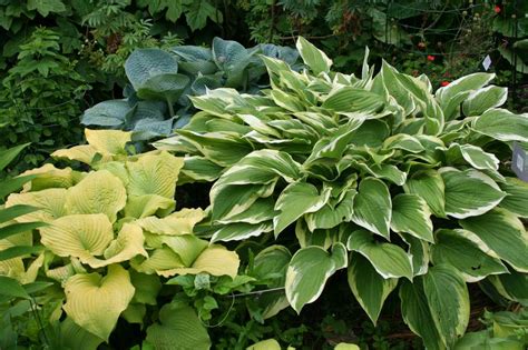 Schéma d'un massif associant Geranium macrorrhizum et Hosta