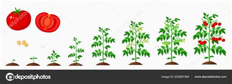 Illustration montrant l'évolution de la croissance d'un plant de tomate tuteuré à l'aide d'arceaux et de clips