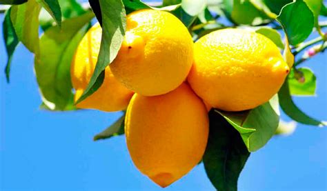 Infographie montrant les besoins du citronnier : soleil, protection contre le gel, sol drainé.