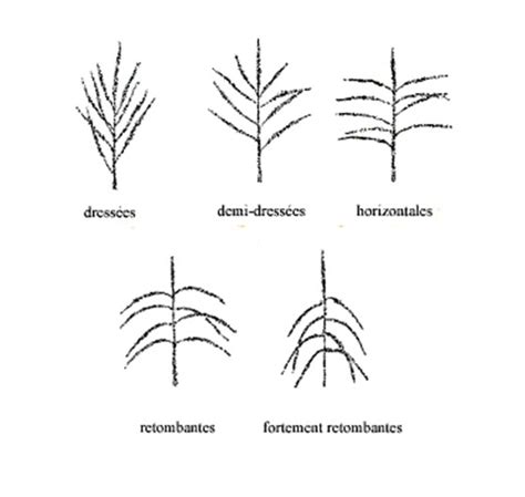 Schéma illustrant l'évolution colorielle des panicules de blanc à rouge framboise